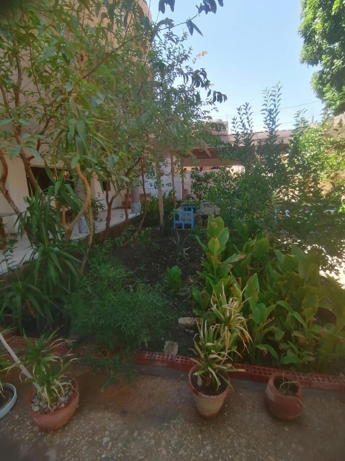 Rose Guest House Luxor Ngoại thất bức ảnh